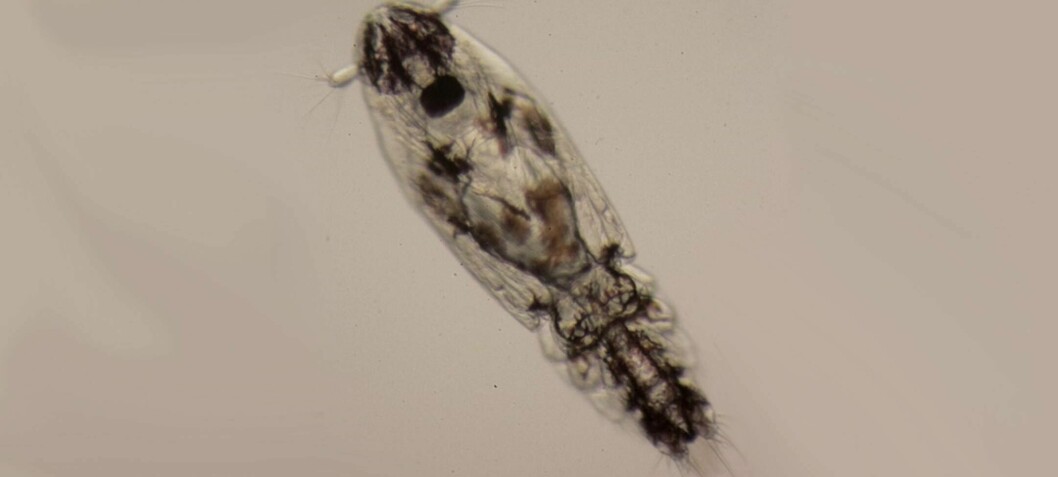 Cold-loving lice larvae ‘sink deeper in summer’