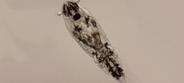 Cold-loving lice larvae ‘sink deeper in summer’