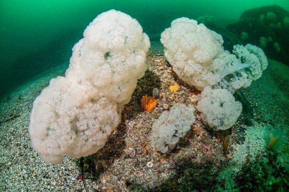 The discovery of cauliflower coral near a fish farm has led to a decision to close it. Photo: Erling Sveen.
