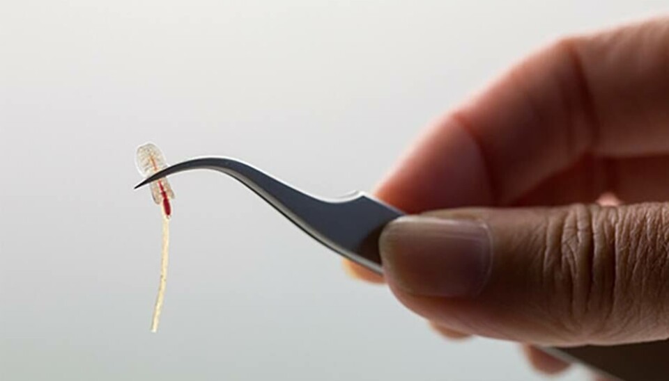 Photo: Salmon Lice Centre.