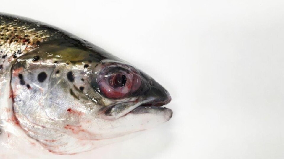 Pasteurella-infected salmon.