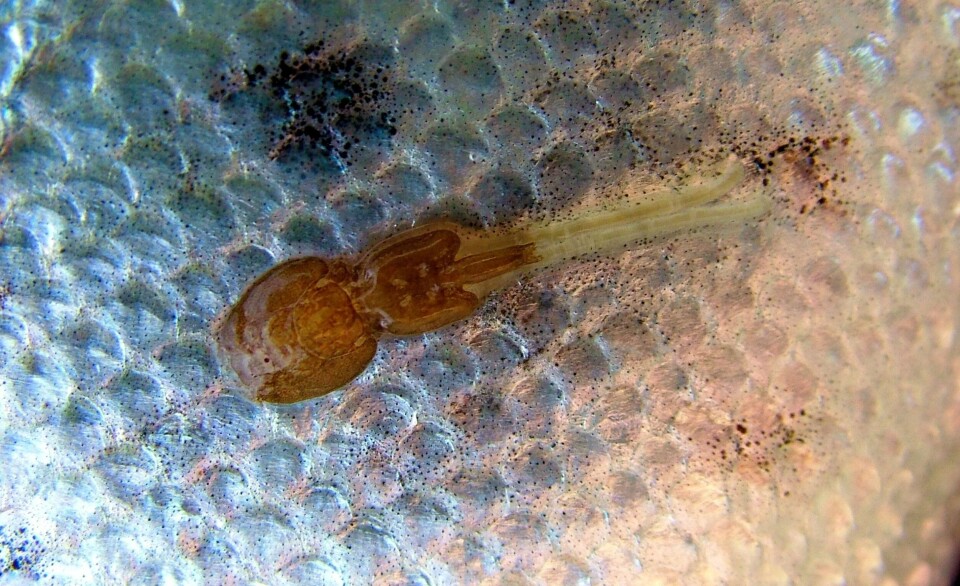 The industry urgently needs new, effective, fish-friendly methods against salmon lice. Jan Rune Nordhagen at Vestland Pharma hopes they can be allowed to use a new agent before it potentially receives final marketing authorization.