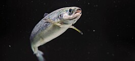 Better heart health in smolts raised more slowly