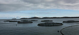 Scottish Salmon Company fed too much Slice to fish