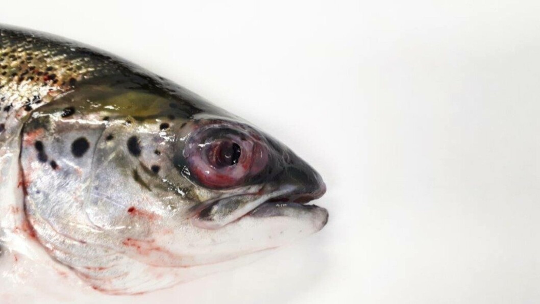 Pasteurellosis in salmon can cause symptoms such as boils in the skin, at the pectoral fin and internal organs and in some cases so-called Pasteurellosis in salmon can cause symptoms such as boils in the skin, at the pectoral fin and internal organs and in some cases so-called