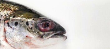 ‘Scottish’ salmon sickness bacteria identified in Norway for the first time
