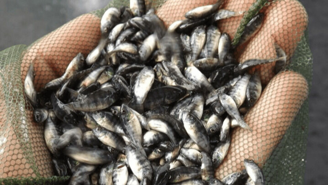 Benchmark will use the QTL to select disease-resistant broodstock for its 'Spring Tilapia' commercial fry. Photo: Benchmark.