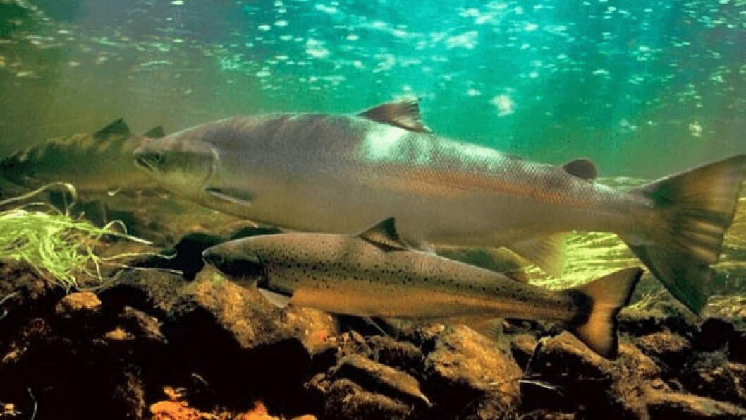 Reference image of wild coho salmon. Fish returning to spawn in streams in the Pacific northwest are being poisoned by a chemical contained in fragments of car tyres washed into waterways, say scientists. Photo:Pescaprofessional.net Reference image of wild coho salmon. Fish returning to spawn in streams in the Pacific northwest are being poisoned by a chemical contained in fragments of car tyres washed into waterways, say scientists. Photo:Pescaprofessional.net
