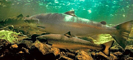 Car tyre fragments killing salmon, say US researchers
