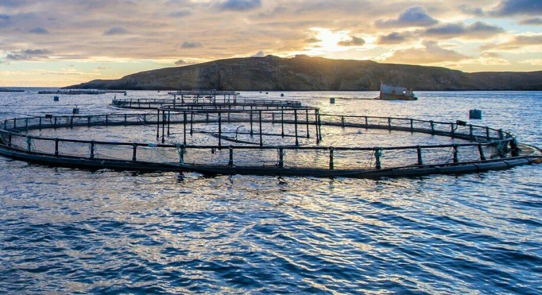 Mowi Scotland harvested 19,500 tonnes of salmon in the third quarter of this year. Photo: Mowi.