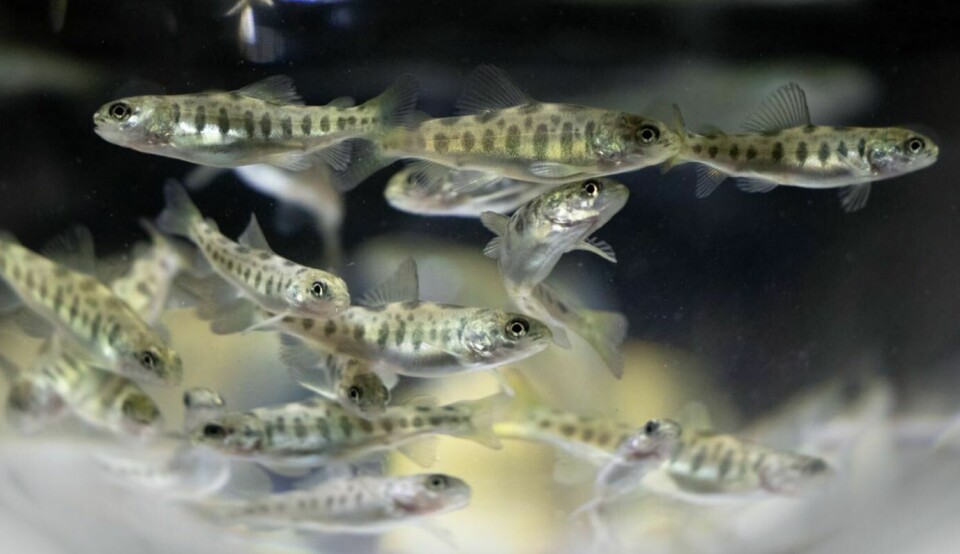 Bakkafrost plans to release smolts at 400g this year, and aims for 500g in the future. Photo: Bakkafrost.