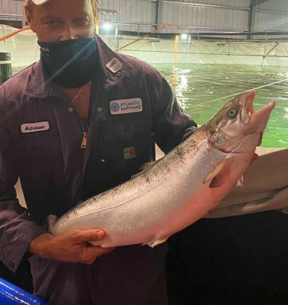 Atlantic Sapphire chairman Johan Andreassen with a harvest-size fish. Customer supply will be unaffected by the latest incident.