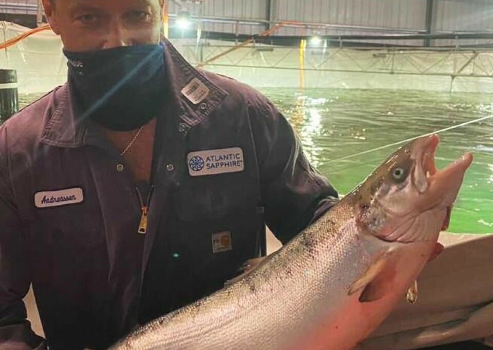 Atlantic Sapphire co-founder Johan Andreassen with a harvest-size fish. The company is raising $50m, including $10m from Nordlaks, to achieve steady-state production in Phase 1 of its Bluehouse fish farm in the US.