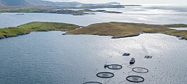 Sea lice levels and low UK prices hurt Grieg Shetland