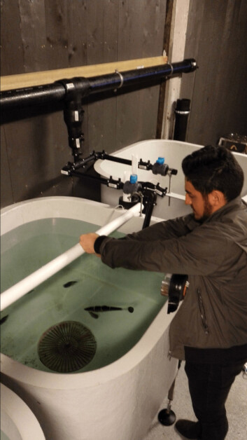 Lumpfish are introduced to the salmon at an early stage, which the student group says helps the cleaner fish understand what to do, and therefore creates more efficient lice eaters. Photo: Private. Lumpfish are introduced to the salmon at an early stage, which the student group says helps the cleaner fish understand what to do, and therefore creates more efficient lice eaters. Photo: Private.