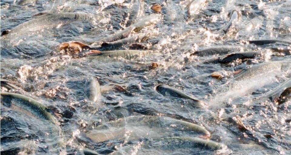 Both biomass and stock of fish are reduced from February to February.