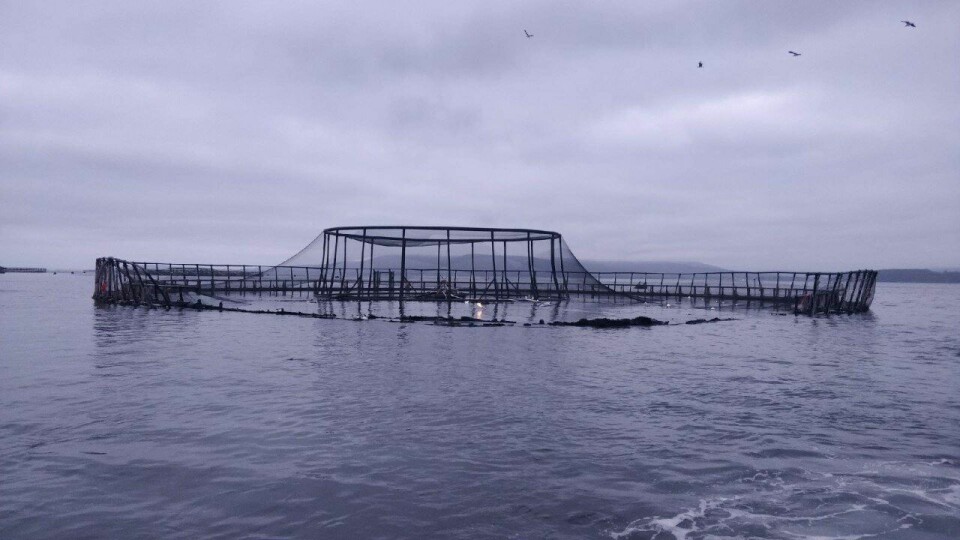 A third of the pen was damaged by the fire, which burned through and melted the pen infrastructure above and just below the waterline. Photo: Huon Aquaculture.
