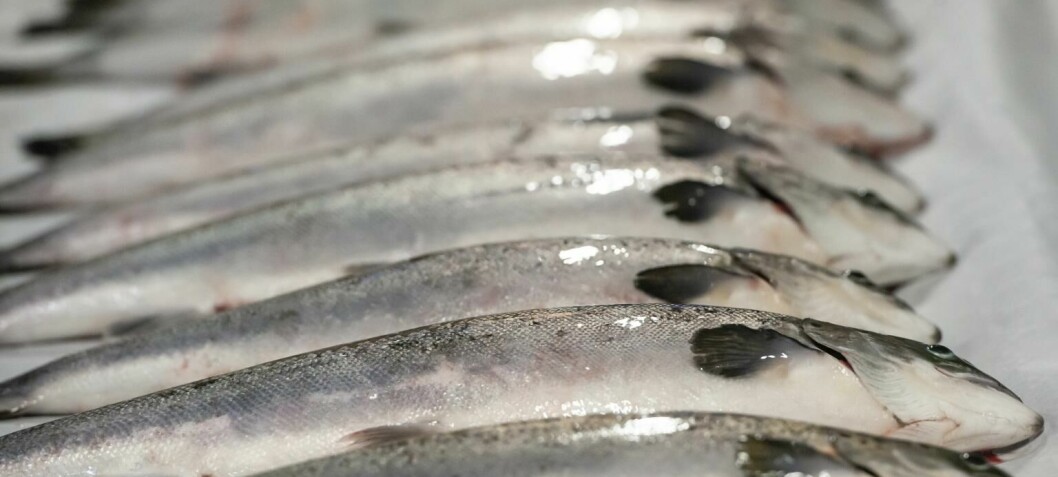 Norway's first RAS-grown salmon on sale soon