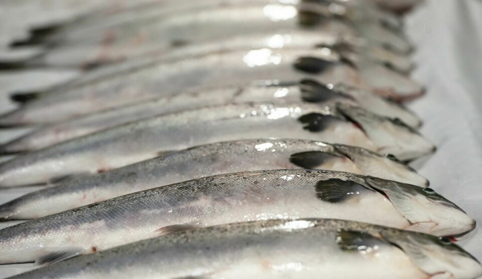Fredrikstad Seafood has taken samples of stock for testing. Photos: Nordic Aquafarms.