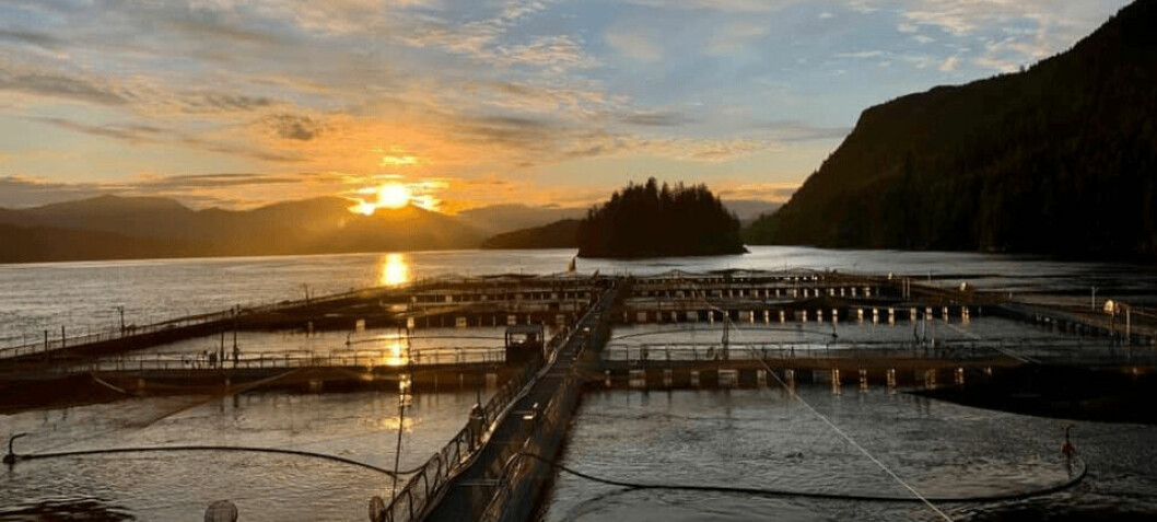 BC salmon farm closures ‘haven’t altered lice levels’