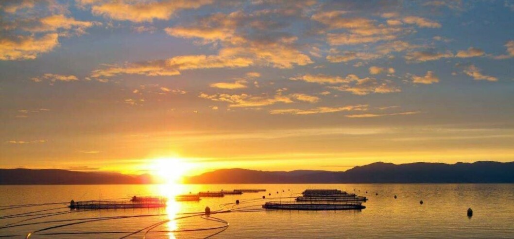 Grieg Seafood Group reported lower profits and harvests for Q4 2017 but plans expansion this year. Photo: Grieg Grieg Seafood Group reported lower profits and harvests for Q4 2017 but plans expansion this year. Photo: Grieg